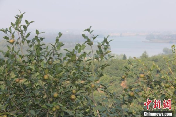 股票小额配资 （身边的变化）从一棵油茶到一个产业： 绿了山村